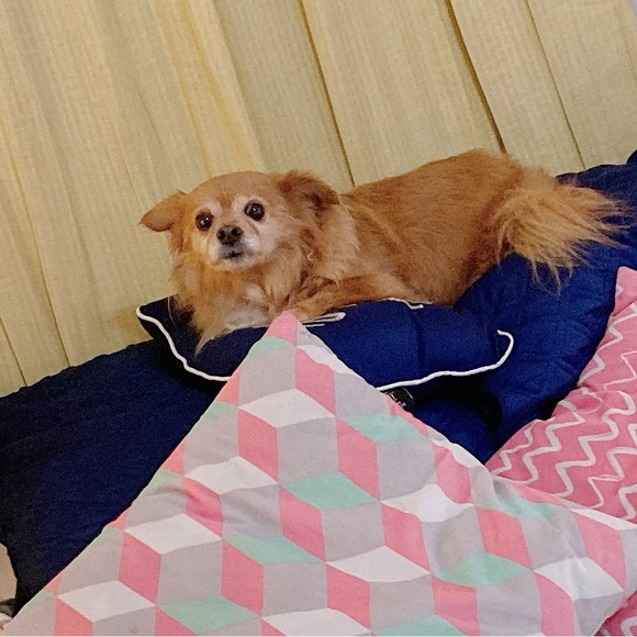 Meet your Posher, Ruby - Picture 1 of 1